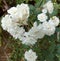 White baby roses Rosa banksiae Lady Banks\\\' rose  Banks\\\' rose