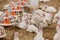 White Baby Turkeys in farm