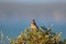 White Backed Mousebird