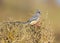 White Backed Mousebird