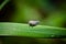 White backed plant hopper on the leaf of plant. This is the insect pest of rice crop. Used selective focus