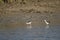 White-backed stilt fishisg in the lagoon