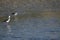 White-backed stilt fishisg in the lagoon