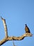 White-backed vulture on a dead tree