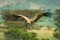 White-backed vulture flies past trees in savannah