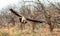 White-backed Vulture in flight