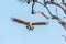 White-backed vulture in flight approaching a dead tree