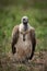 White-backed vulture on grass with wings folded