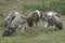 White backed vulture group Gyps africanus eating carrion impala Old World vulture family Accipitridae