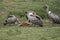 White backed vulture group Gyps africanus eating carrion impala Old World vulture family Accipitridae