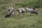 White backed vulture group Gyps africanus eating carrion impala Old World vulture family Accipitridae