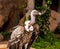 White-backed vulture (Gyps africanus)