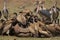 White-backed Vulture (Gyps africanus) crowding on Hippopotamus c