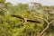 White-backed vulture Gyps africanus flying, Lake Mburo National Park, Uganda.