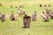 White-backed vulture herd having rest on grassland