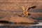 White-backed vulture lands on carcase in water