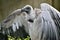 White-backed Vulture with open wings