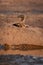 White-backed vulture pokes head from giraffe carcase