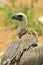 White-backed Vulture - Scavenger Background from Africa - Posing Feathers