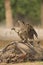 White-backed Vulture scavenging on carcass