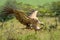 White-backed vulture stretches out talons to land