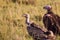 White-backed Vulture waiting its turn over a carcass in the Masai Mara