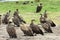 White-backed vultures