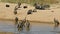 White-backed vultures bathing and basking in sun