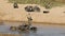 White-backed vultures bathing and basking in sun