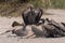 White-backed vultures eat the carcass of a dead Greater Kudu, Chobe National Park, Botswana