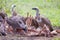 White-backed vultures feeding