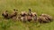 White-backed Vultures feeding