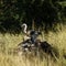 White-Backed Vultures with Lappet Faced Vultures