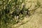 White-Backed Vultures with Lappet Faced Vultures