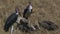 White backed vultures and storks feeding on a dead zebra in masai mara