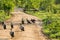 White-backed vultures waiting for carrion