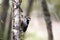 White-backed woodpecker