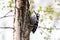 White-backed woodpecker