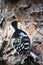 White-backed woodpecker