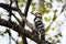 White-backed woodpecker