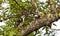 White-backed Woodpecker