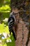 White-backed woodpecker on ash tree with ash dieback