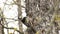 White-backed woodpecker eating insects on a forest tree
