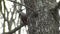 White-backed woodpecker eating insects on a forest tree