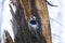 White-backed woodpecker hammering an rotten tree