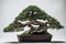 White background bonsai, highly detailed, studio lighting