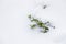 White background with boxwood under snow