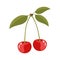 White background with colorful realistic cherries with stem and leaves