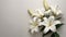 White background with funeral lily flower providing substantial area for text placement