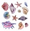 On a white background, a graphic image of a variety of shells